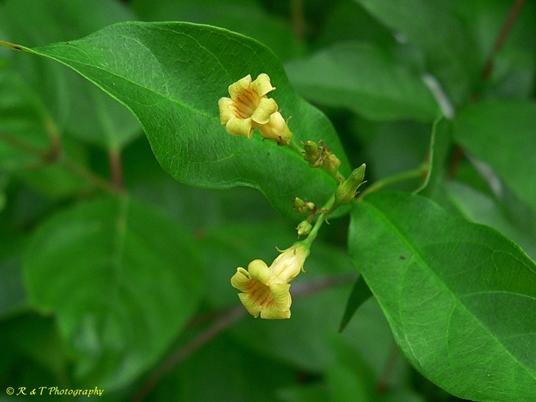 {Thyrsanthella difformis}